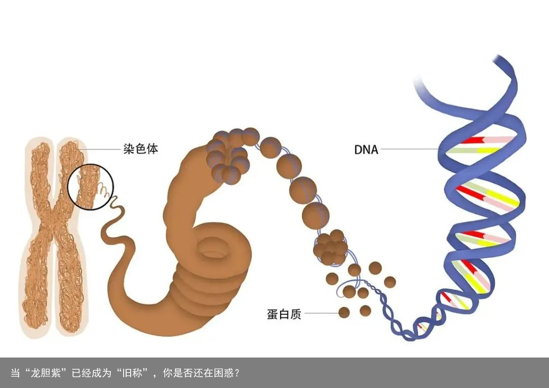 当“龙胆紫”已经成为“旧称”，你是否还在困惑？